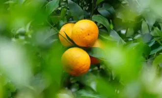 夏日限定甜蜜！麗江下金安村晚熟沃柑迎來尾季